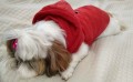 Ręcznie szyta kurtka sportowa czerwona www.swiatshihtzu.pl 34l.jpg