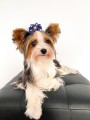 Kokardka-Glamour-4,5cm-www.swiatshihtzu.pl.9.jpg