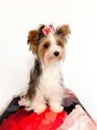 Kokardka-Glamour-4,5cm-www.swiatshihtzu.pl.13.jpg