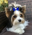 Kokardka-Glamour-4,5cm-www.swiatshihtzu.pl.5.jpg