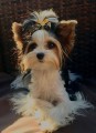 Kokardka-Glamour-4,5cm-www.swiatshihtzu.pl.2.jpeg