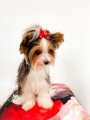 Kokardka-Glamour-4,5cm-www.swiatshihtzu.pl.10.jpg
