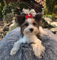 Kokardka-Glamour-4,5cm-www.swiatshihtzu.pl.7.jpeg