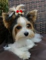 Kokardka-Glamour-4,5cm-www.swiatshihtzu.pl.3.jpg