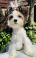 Kokardka-Glamour-4,5cm-www.swiatshihtzu.pl.4.jpg