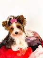 Kokardka-Glamour-4,5cm-www.swiatshihtzu.pl.11.jpg