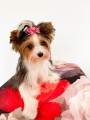 Kokardka-Glamour-4,5cm-www.swiatshihtzu.pl.12.jpg