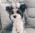 Kokardka-Premium-roz-5,5cm-KP001-www.swiatshihtzu.pl.3.jpg