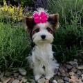 Kokardka-Premium-roz-5,5cm-KP001-www.swiatshihtzu.pl.2.jpg
