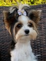 Kokardka-Glamour-4,5cm-www.swiatshihtzu.pl.6.jpg