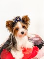 Kokardka-Glamour-czerwone-groszki-KG001-www.swiatshihtzu.pl.6.jpg