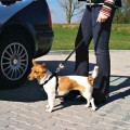 Trixie Szelki samochodowe dla psa XS swiatshihtzu.pl 2.jpg