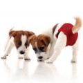 Grande-Finale-Majtki-na-cieczke-czarne-Paw-www.shopfordog.pl-7.jpg