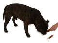 magnum-duck-roll-on-rawhide-stick-5-6--55g-2ks-www.shopfordog.pl-4.jpg