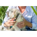 TX-23762-triixie-grzebien-przeciwpchelny-21cm-www.shopfordog.pl-7.jpg