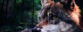 Woolf-Przysmaki-Smakolyki-www.shopfordog.pl-baner-3.jpg