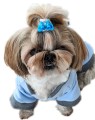 Ręcznie szyta bluza dresowa Błękitna www.swiatshihtzu.pl 2.jpg