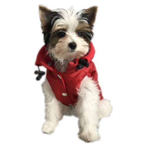 Ręcznie szyta kurtka sportowa czerwona www.swiatshihtzu.pl 1 (2).jpg