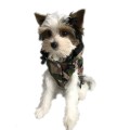 Ręcznie szyta kurtka sportowa moro www.swiatshihtzu.pl 1 (3).jpg