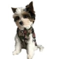 Ręcznie szyta kurtka sportowa moro www.swiatshihtzu.pl 1 (1).jpg