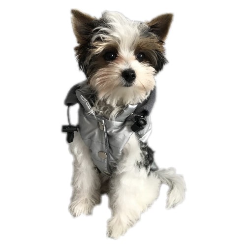 Ręcznie szyta kurtka sportowa srebrna www.swiatshihtzu.pl 1 (1).jpg