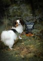 Woolf-Ultimate-Soft-Dog-www.shopfordog.pl-Turkey.jpg