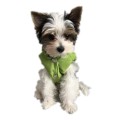 Rrcznie-szyta-kurtka-dla-psa-exclusive-zielona-www.swiatshihtzu (4).jpg
