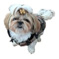Recznie-szyta-kurtka-sportowa-moro-www.swiatshihtzu.pl-4.jpg
