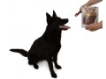 Magnum-Duck-Roll-on-Rawhide-Stick-250g-www.shopfordog.pl.3.jpg