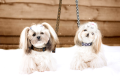 Chaba-obroza-tasma-regulowana-Fashion-15mm-42cm-Brazowa-www.swiatshihtzu.pl.3.png