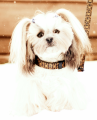 Chaba-obroza-tasma-regulowana-Fashion-15mm-42cm-Brazowa-www.swiatshihtzu.pl.2.png