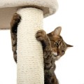 4054651000427-105458_Laguna-drapak-dla-kota-Kremowy-www.shopfordog.pl-10.jpg