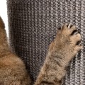 4054651999356_99935_Diogenes_L_wieza_dla_kota_Szary_www.shopfordog.pl_7.jpg