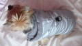 Ręcznie robiona kurtka sportowa www.swiatshihtzu.pl 13.JPG