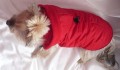 Ręcznie robiona kurtka sportowa www.swiatshihtzu.pl 26.JPG
